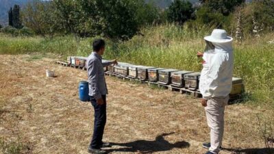 Aydın’ın Buharkent ilçesinde arıcılık faaliyetlerini desteklemek amacıyla arılı kovan tespit