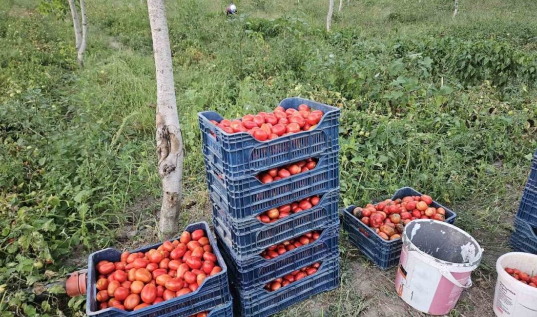 Balıkesir’in Sındırgı ilçesinde, Türkiye genelinde kalitesiyle bilinen mis kokulu Sındırgı