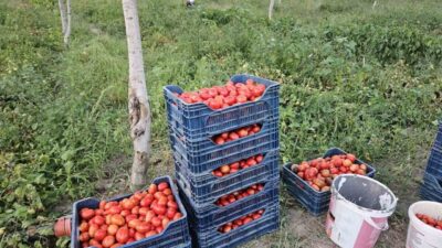 Balıkesir’in Sındırgı ilçesinde, Türkiye genelinde kalitesiyle bilinen mis kokulu Sındırgı