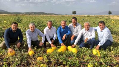 Denizli’nin Acıpayam ilçesinde yaklaşık 20 bin dekarlık alanda yetiştirilen ve