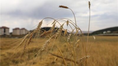 Yörede yüzyıllardır ekilen ancak unutulmaya yüz tutan kavılca buğdayında hasat