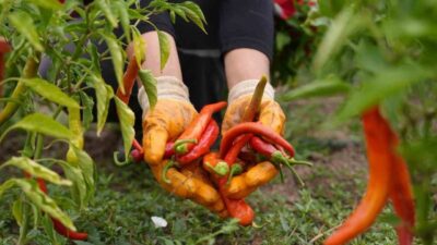 Düzce Belediyesi’nin yerli tohumların korunması, organik tarımın teşviki ve gelecek