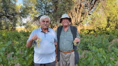 Ankara’nın Evren ilçesinde ata tohumundan yetiştirilen üzümlerin hasadı başladı. Üretilen