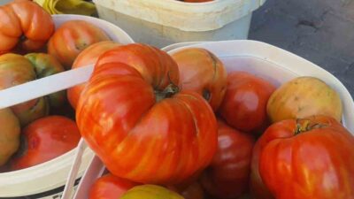 Elazığ’ın Palu ilçesinde ata tohumlarından yetiştirilen lezzeti ve büyüklüğü ile