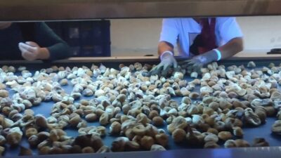 Aydın İncirinin kalitesinin korunması amacıyla il genelinde denetim ve incelemeler