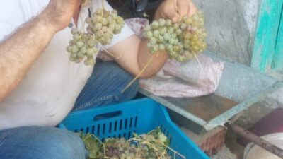 Aydın’da incir hasat sezonunu tamamlayan çiftçiler bağ bozumuna başladı. Tamamen