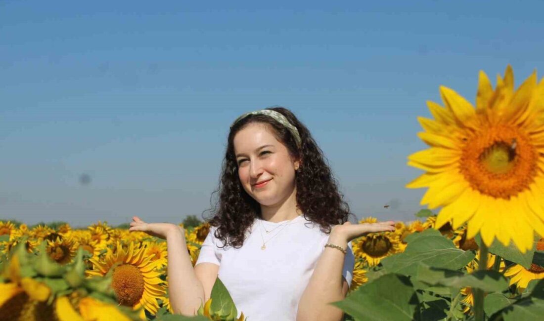 Aydın-Muğla kara yolu üzerinde bulunan ayçiçeği tarlaları, sarı renkleriyle görsel