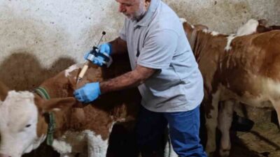 2025 yılı Sonbahar şap aşılama kampanyası kapsamında Bayburt’un Aydıntepe ilçesine