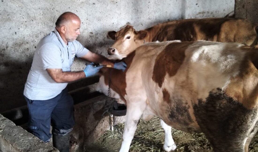 Aydıntepe’nin birçok köyünde şap aşılamaları tamamlandı 2025 yılı Sonbahar şap aşılama kampanyası kapsamında Bayburt’un Aydıntepe ilçesinin