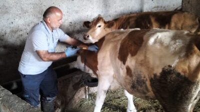 2025 yılı Sonbahar şap aşılama kampanyası kapsamında Bayburt’un Aydıntepe ilçesinin