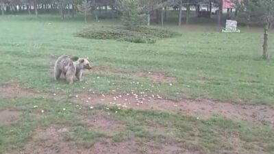 Erzincan’ın Refahiye ilçesi Dumanlı Yaylası’nda Serkan Kelle, Çemşit ismini verdiği
