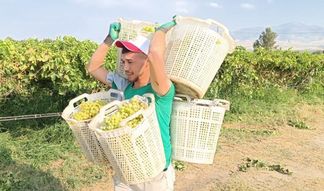 Bağların Herkül’ü 120 kilo taşıdı Manisa’nın Sarıgöl Ovası’nda üzüm hasadı sürerken, işçiler arasında gücüyle dikkat