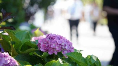 Uluslararası statü kazanan ve peyzaj ile süs bitkileri sektöründe faaliyet