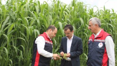 Tokat’ın Pazar ilçesinde TAKE Projesi kapsamında 6 dekar alanda sorgum