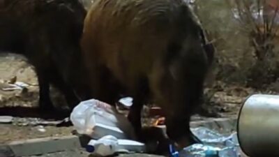 İzmir’in Balçova ilçesinde şehre inen yaban domuzları, cadde ve sokaklarda
