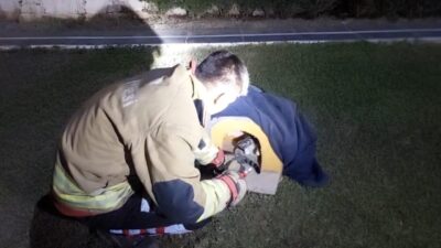 Hatay’ın Arsuz ilçesinde balık misinasına dolanan ve iğne batmasıyla yaralanan