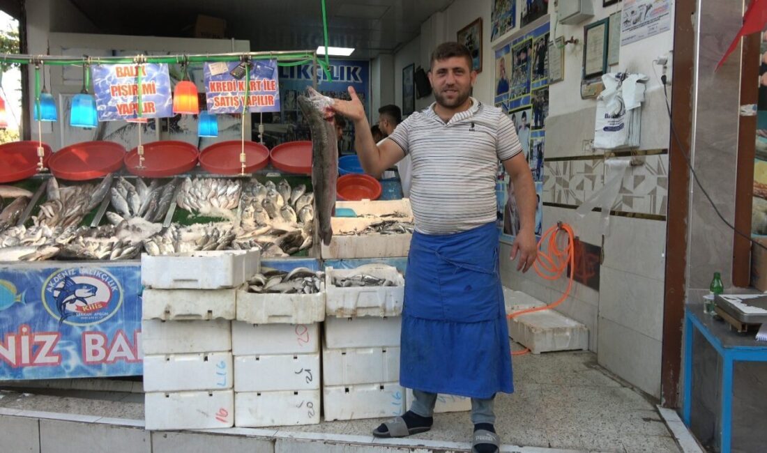 Balık sezonu açıldı, halk et ve tavuktan balığa yöneldi Kilis’te balık sezonunun açılmasıyla tezgahlarda çupra, levrek, somon ve hamsi