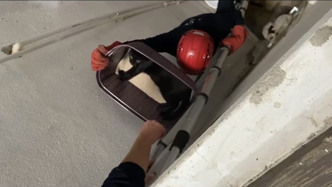 Balıkesir’de apartman boşluğuna düşen kedi yaralı olarak kurtarıldı Balıkesir’de beşinci kattan havalandırma boşluğuna düşen kediyi itfaiye ekipleri uzun