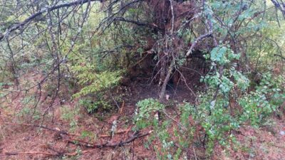 Bartın’da 1 saat içerisinde 4 farklı noltadaki ağaca yıldırım düştü.