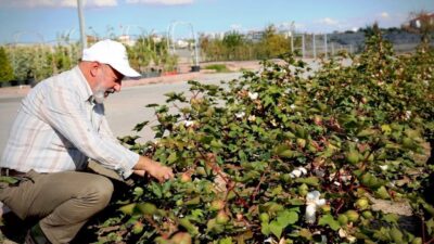 Kocasinan Belediyesi, Türkiye’nin en kapsamlı fidanlığında yürüttüğü üretimle Kayseri’nin yeşil