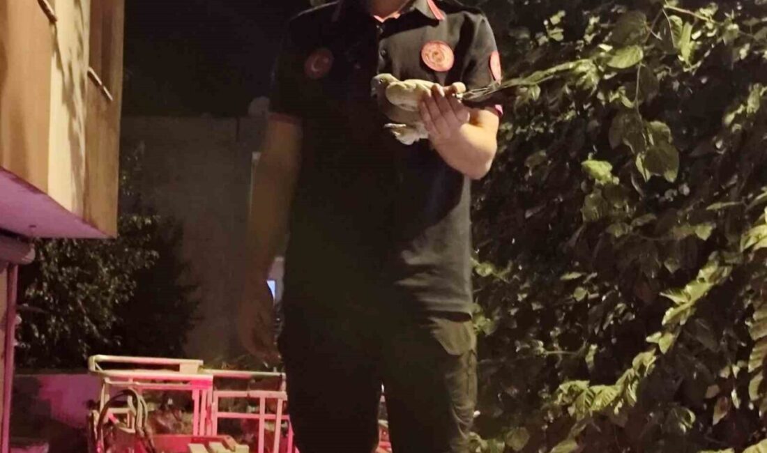 Batman’da ağaçta asılı kalan güvercin itfaiye ekiplerince kurtarıldı Batman’da bir ağaca dolanan güvercin, itfaiye ekiplerinin müdahalesiyle kurtarıldı. Edinilen