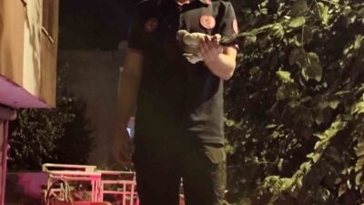 Batman’da bir ağaca dolanan güvercin, itfaiye ekiplerinin müdahalesiyle kurtarıldı. Edinilen