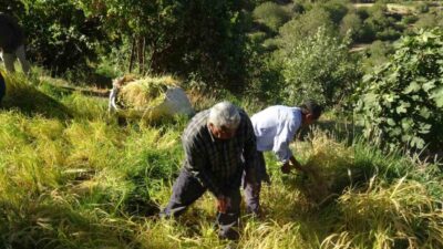 Batman’ın Gercüş ilçesine bağlı Gönüllü köyünde çiftçiler, pirinç hasadını asırlardır