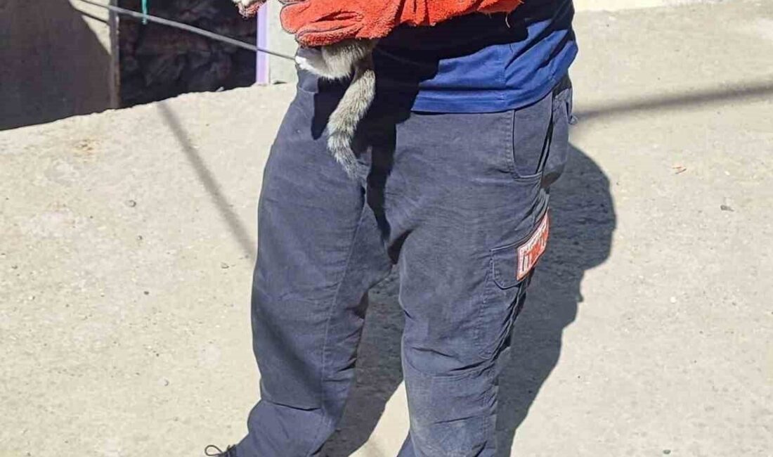 Batman’da duvar arasına sıkışan kediyi itfaiye kurtardı Batman’ın Huzur Mahallesi’nde iki duvar arasına sıkışan kedi, itfaiye ekiplerinin