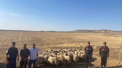 Batman’da ağaç altında uykuya dalan çobanın kayıplara karışan 104 koyunluk