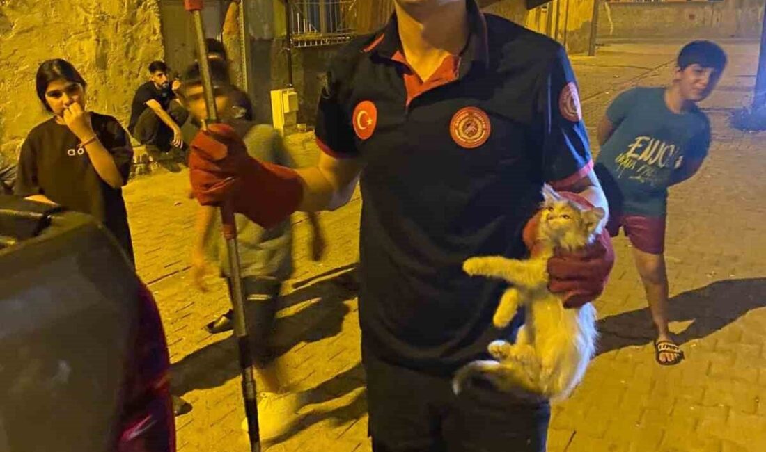 Batman’da pano içinde mahsur kalan kedileri itfaiye ekipleri kurtardı Batman kent merkezinde panoya sıkışan 2 kedi itfaiye ekipleri tarafından