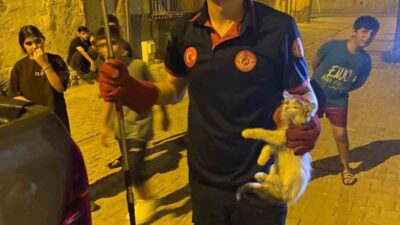 Batman kent merkezinde panoya sıkışan 2 kedi itfaiye ekipleri tarafından