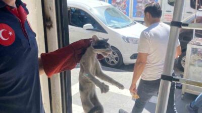 Batman’da bir platform arasına sıkışan kedi, itfaiye ekiplerince kurtarıldı. Edinilen