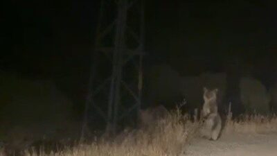 Bayburt’ta araç önüne çıkan anne ve yavru ayı, koşmaktan yorulunca