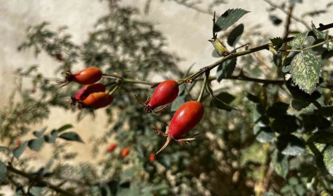 Bayburt’un dağlık bölgelerinde bu yıl kuşburnunun bol olduğu görülüyor. Kış
