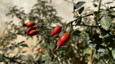 Bayburt’un dağlık bölgelerinde bu yıl kuşburnunun bol olduğu görülüyor. Kış