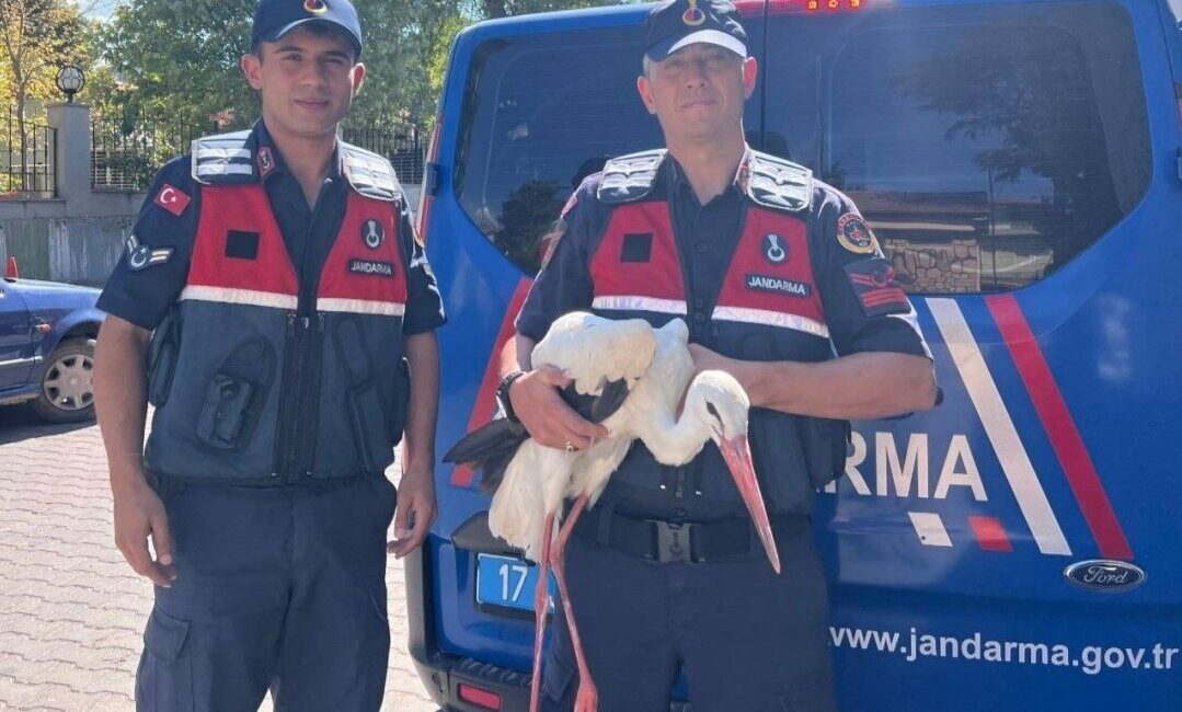 Çanakkale’nin Bayramiç ilçesinde Jandarma ekipleri tarafından bulunan yaralı leylek, tedavisi