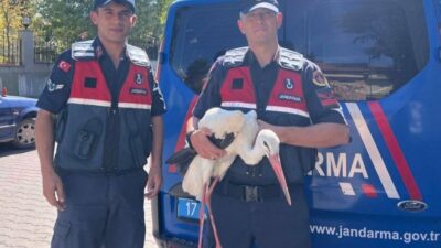 Çanakkale’nin Bayramiç ilçesinde Jandarma ekipleri tarafından bulunan yaralı leylek, tedavisi