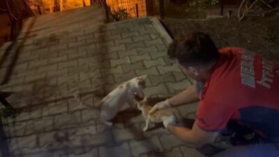 Mersin’de beton bloklar arasında sıkışan yavru kedi, Mersin Büyükşehir Belediyesi