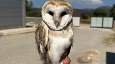 Bilecik’in Osmaneli ilçesinde yaralı bir peçeli baykuş, tedavisinin ardından yeniden