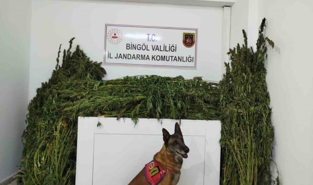 Bingöl’de 91 kilo esrar ele geçirildi Bingöl’de jandarma ekipleri tarafından yapılan çalışmada, 91 kilo 250 gram