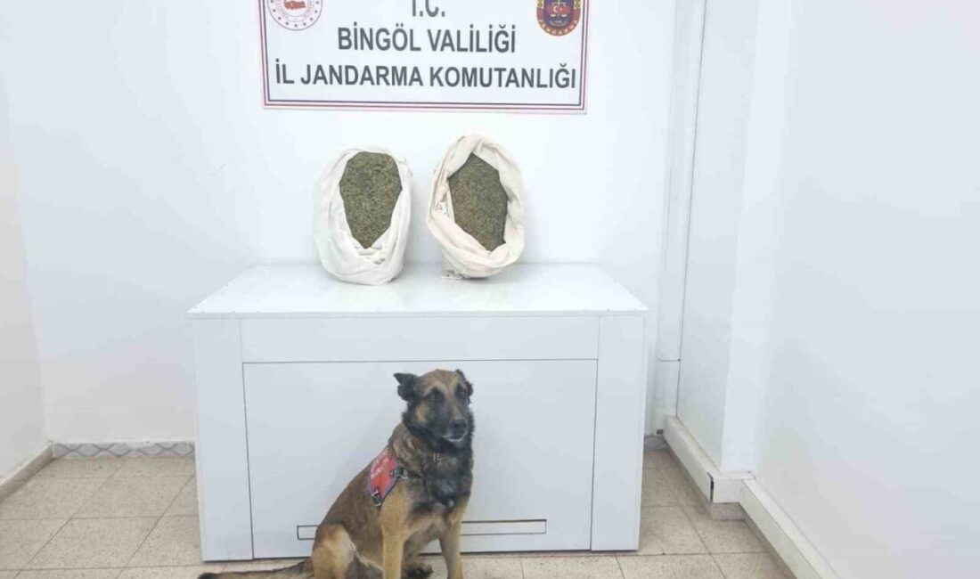 Bingöl’de jandarma ekipleri 10 kiloya yakın esrar ele geçirdi Bingöl’de jandarma ekiplerince düzenlenen operasyonda 9 kilo 892 gram kubar