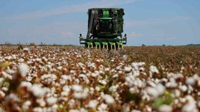 Türkiye’nin önemli tarımsal üretim merkezlerinden Adana’da 124 bin 500 dönüm