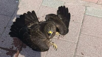 Mersin’in Erdemli ilçesinde belediye personeli, bitkin halde bulduğu şahini doğa