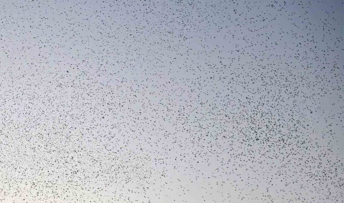 Bitlis’in Güroymak ilçesinin doğal alanlarında akşam üstü müthiş bir doğa