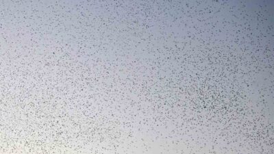 Bitlis’in Güroymak ilçesinin doğal alanlarında akşam üstü müthiş bir doğa