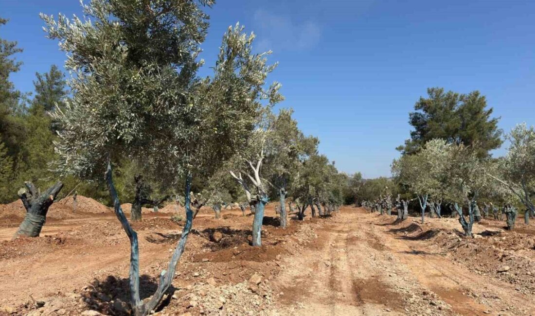 Muğla Milas’ta köylüler santral sahalarında bilimsel yöntemlerle taşınan 151 zeytin