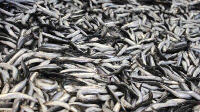Bolu’da vatandaşların özlemle beklediği hamsi kilosu 200 liradan tezgahlarda yerini