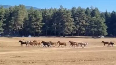 Bolu’da At Yaylası’nda otlayan yılkı atı sürüsüne, ormanlık alandan inen