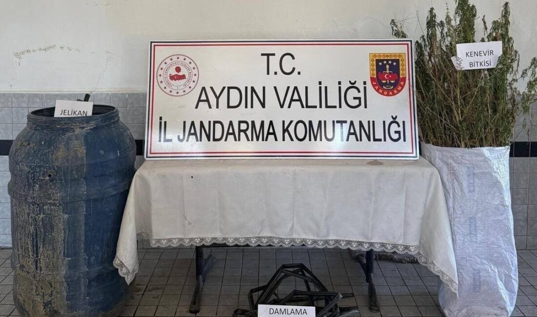 Aydın’ın Buharkent ilçesinde ormanlık alan içerisinde 40 kök kenevir ele