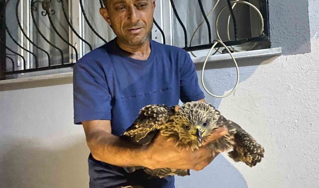 Bulduğu şahine ciğer dürüm söyledi Osmaniye’nin Düziçi ilçesinde incir toplarken kanalın içinde bitkin halde bulduğu